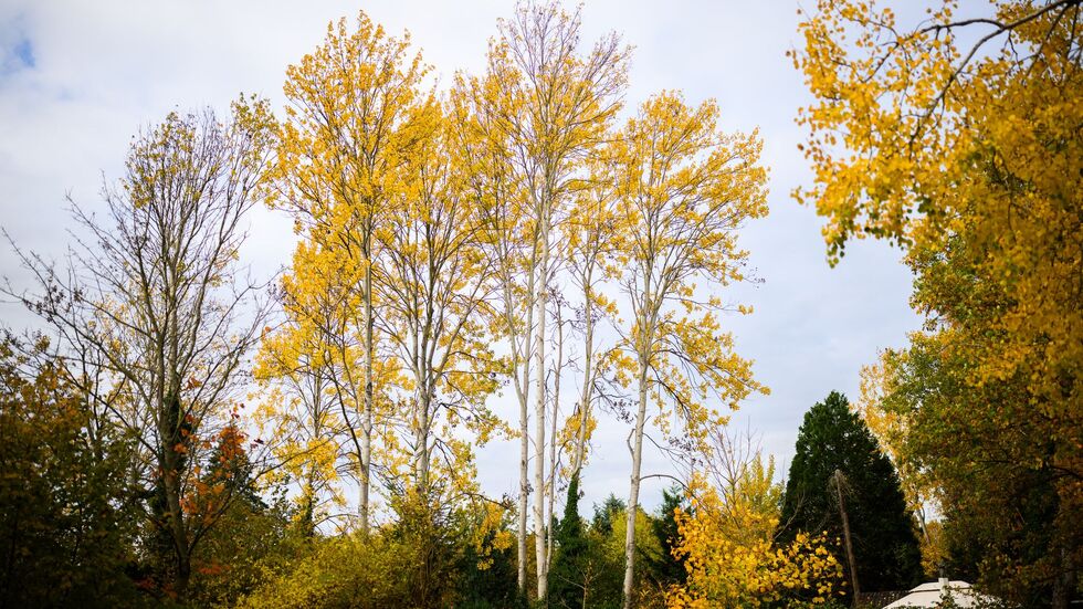 Zitterpappeln stehen an einem Parkplatz. Die Zitterpappel ist Baum des Jahres 2026. 