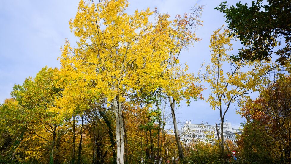 Eine Zitterpappel (Populus tremula) - auch Espe oder Aspe genannt - steht an einem Parkplatz. Die Zitterpappel ist Baum des Jahres 2026. 
