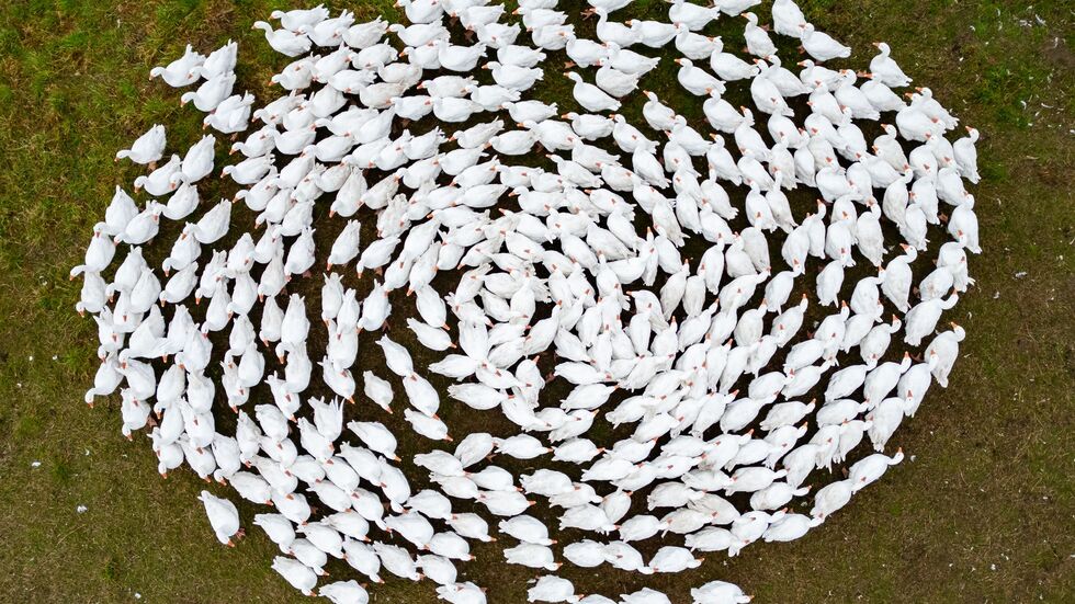 Schnatter, schnatter: Zuchtgänse laufen über eine Wiese in Sachsen. (Archivbild) Schnatter, schnatter: Zuchtgänse laufen über eine Wiese in Sachsen. (Archivbild)