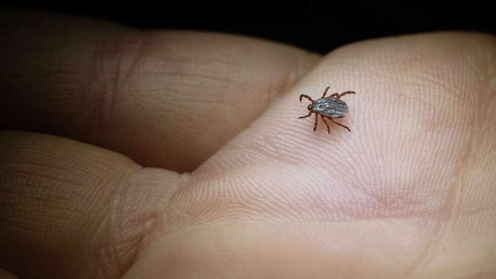 In Sachsen werden immer mehr Borreliose-Fälle registriert. In Sachsen werden immer mehr Borreliose-Fälle registriert.