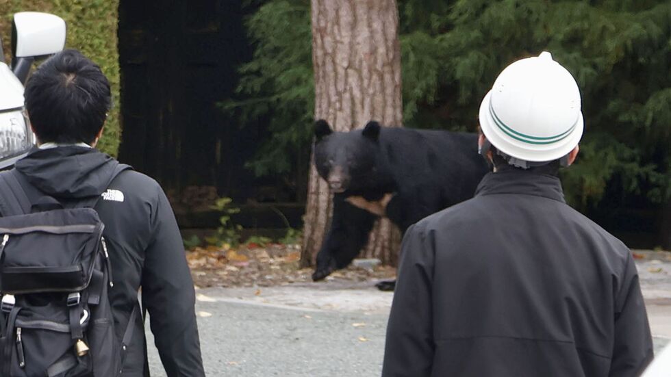 Die Berichte über Bärenangriffe schrecken inzwischen auch einige Touristen ab. (Archivbild) Die Berichte über Bärenangriffe schrecken inzwischen auch einige Touristen ab. (Archivbild)
