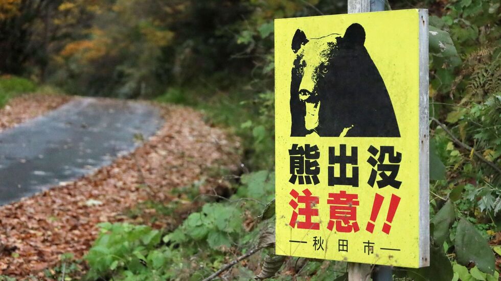 Laut Behördenangaben wurden seit April landesweit 13 Menschen von Bären getötet. (Archivbild) Laut Behördenangaben wurden seit April landesweit 13 Menschen von Bären getötet. (Archivbild)