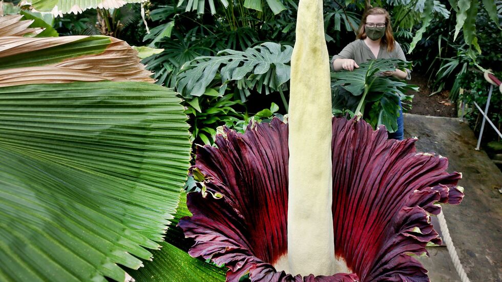 Warum die Knolle gestohlen wurde, ist bisher unbekannt. (Archivbild) Warum die Knolle gestohlen wurde, ist bisher unbekannt. (Archivbild)