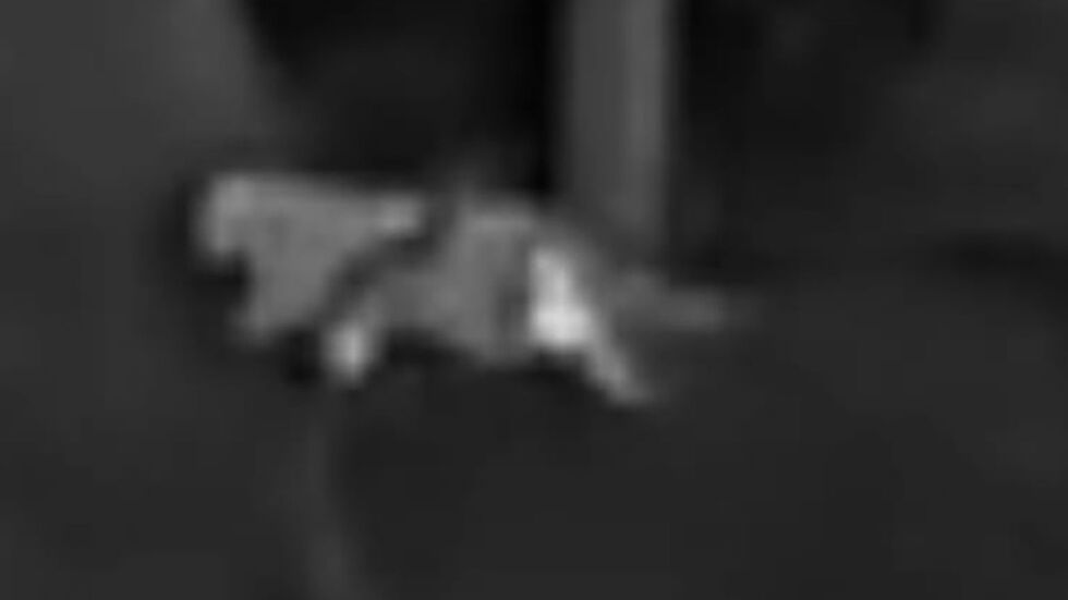 Die Schwarz-Weiß-Aufnahmen des Jägers zeigen die vermeintliche Großkatze. Die Schwarz-Weiß-Aufnahmen des Jägers zeigen die vermeintliche Großkatze.