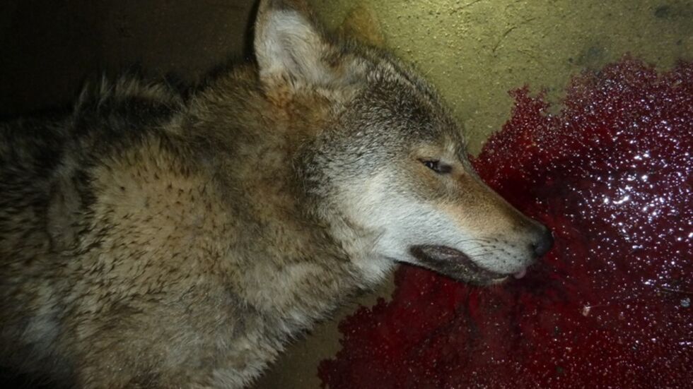 Wölfin vermut­lich absicht­lich überfahren. Foto: Wildbio­lo­gi­sches Büro Lupus