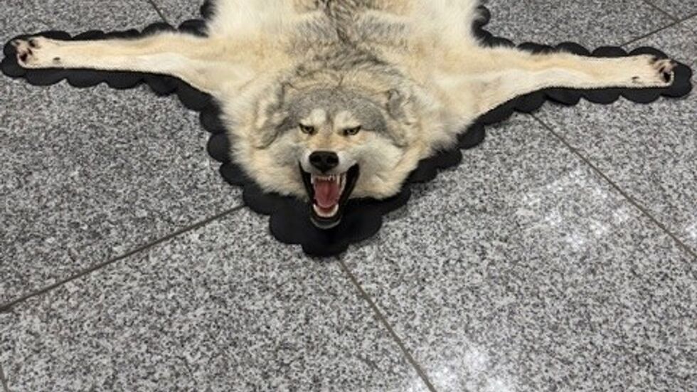 Der Zoll am Frankfurter Flughafen entdeckte ein Wolfsfell im Gepäck eines Reisenden. (Handout)