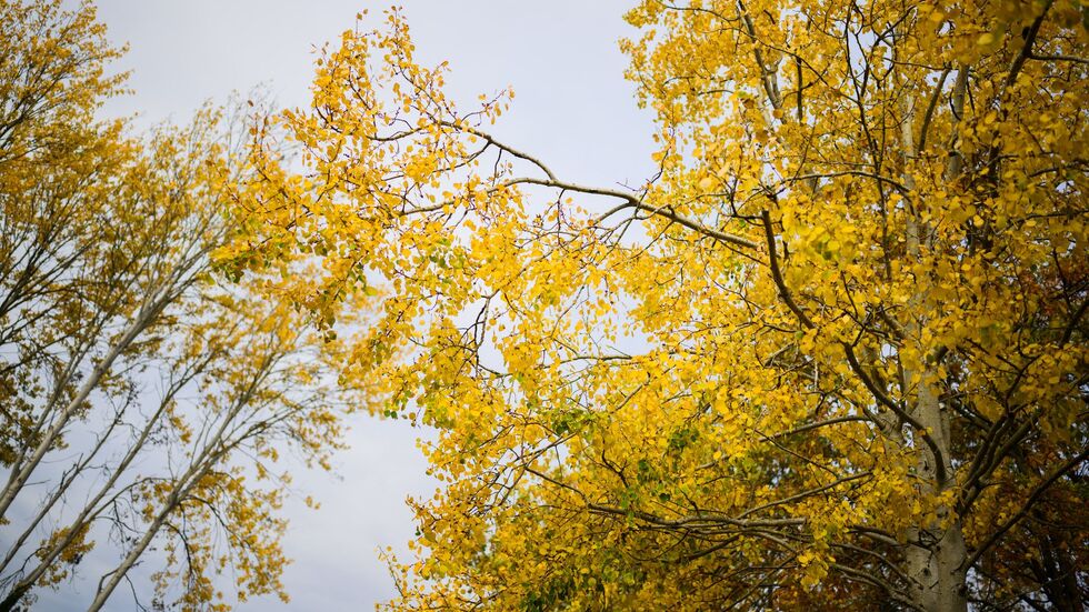 Die Zitterpappel verdankt ihr typisches, «zitterndes» Laub dem seitlich abgeflachten Blattstiel – schon ein leichter Wind versetzt ihre Krone in Bewegung.