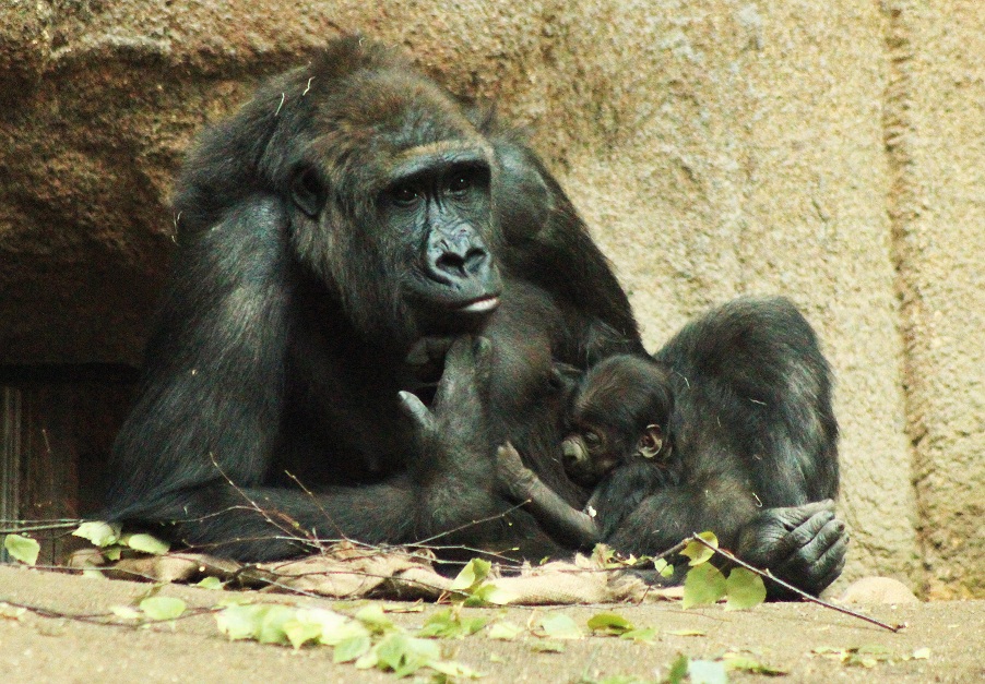 Wie Schwer Ist Ein Gorilla