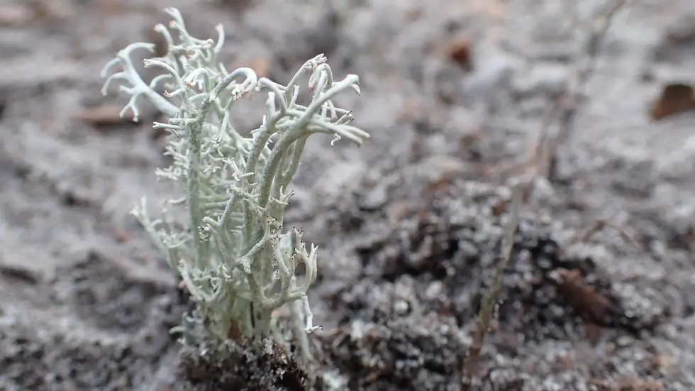 Echte Rentierflechte