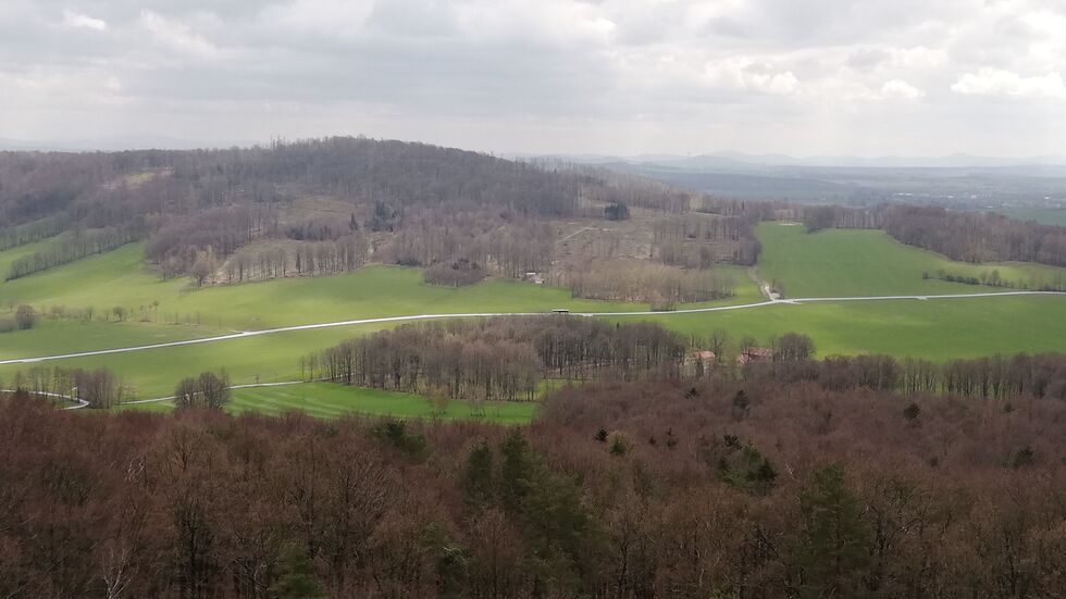 Vom Borkenkäfer kahl gefressener Wald in den Königshainer Bergen bei Görlitz Vom Borkenkäfer kahl gefressener Wald in den Königshainer Bergen bei Görlitz