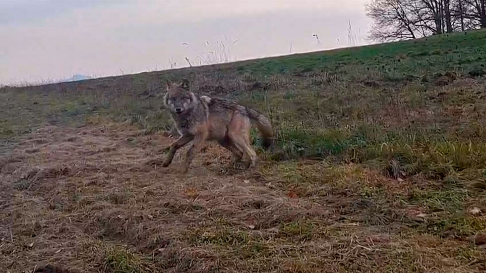 Er will doch nur spielen...