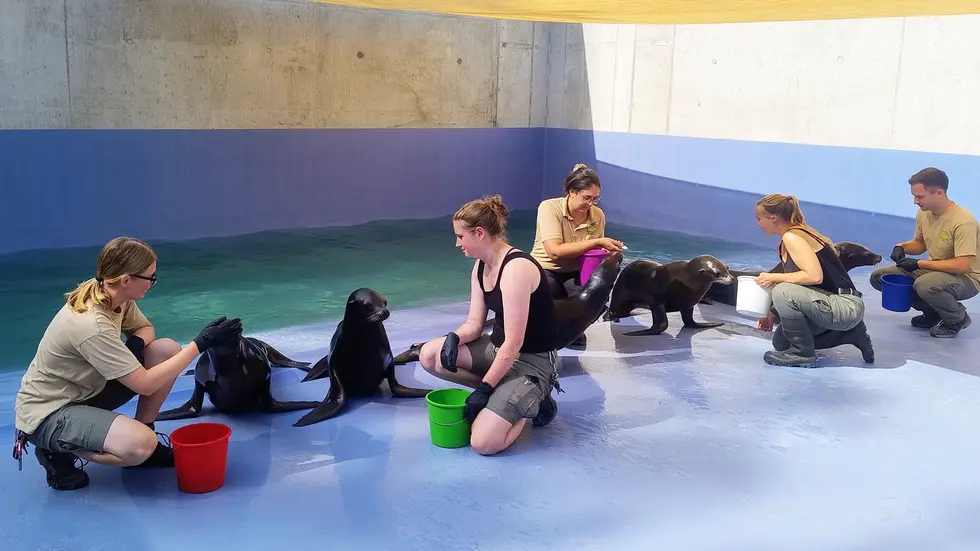 Tierpfleger mit neuen Robben in der neuen Leipziger Zoo-Themenwelt "Feuerland".