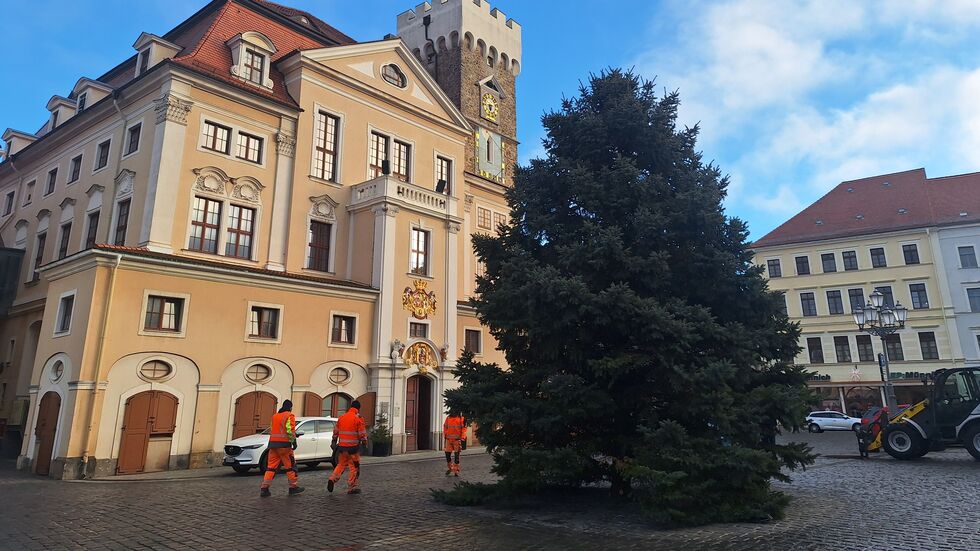 Wieder aufgerichtet - der umgesägte Weihnachtsbaum auf dem Löbauer Altmarkt
