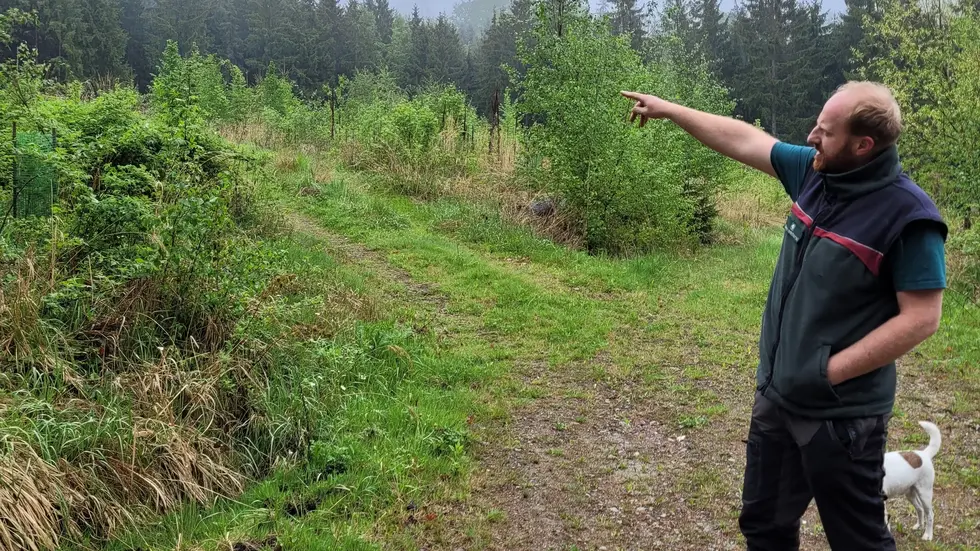 Am Döhlener Berg im Cunewalder Kommunalwald wächst der "Exotenwald" von Revierförster Norman Schaller.