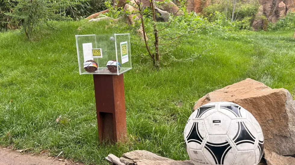 Zwischen diesen beiden Kugeln aus Weidenzweigen zum Spielen mussten sich die Aras im Leipziger Zoo entscheiden.