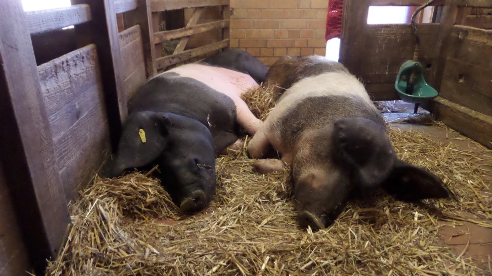 Diese Schweinehitze geht auf keine Schweinehaut!