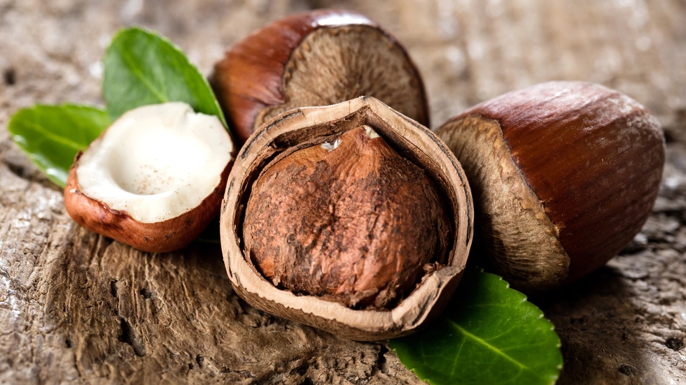© Fotolia - Karepa Haselnuss, aufgebrochen