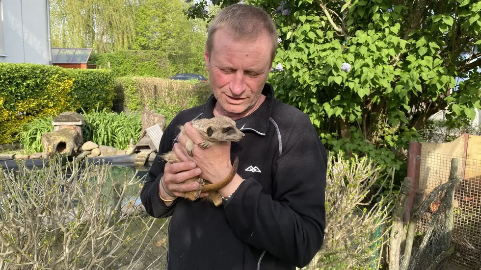 Der bekannte Tierpfleger Jörg Gräser vom Zoo Leipzig mit einem Erdmännchen hinter seinem Haus in Taucha. Der bekannte Tierpfleger Jörg Gräser vom Zoo Leipzig mit einem Erdmännchen hinter seinem Haus in Taucha.