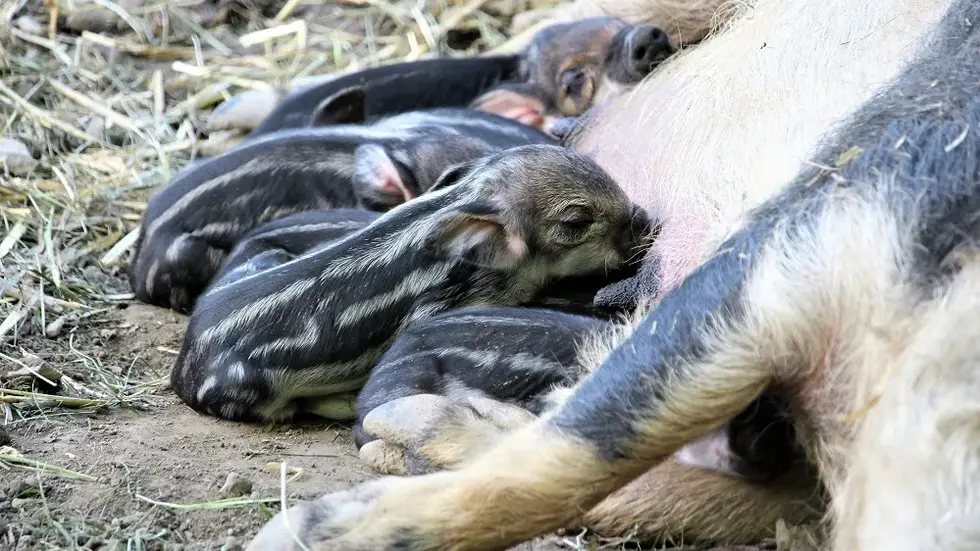Zuckersüß sind die kleinen Wollschweinferkel...