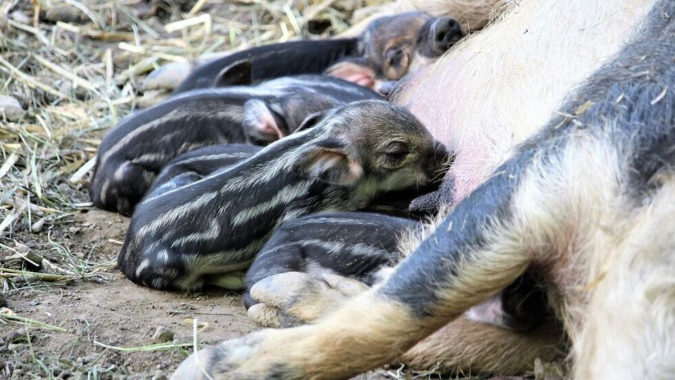 Zuckersüß sind die kleinen Wollschweinferkel... Zuckersüß sind die kleinen Wollschweinferkel...