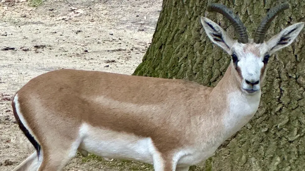 Kropfgazellenbock Onni Kropfgazellenbock Onni