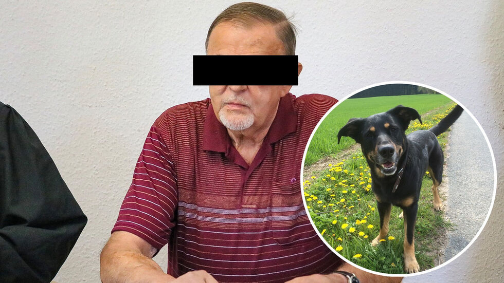 Der 63-jährige EU-Rentner hat nach Ansicht des Richters den Mischlingshund "Meddox" auf dem Gewissen. © Frank Vacik/Redaktion Der 63-jährige EU-Rentner hat nach Ansicht des Richters den Mischlingshund "Meddox" auf dem Gewissen. © Frank Vacik/Redaktion
