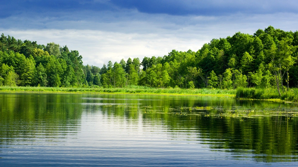 Wald und Wasser