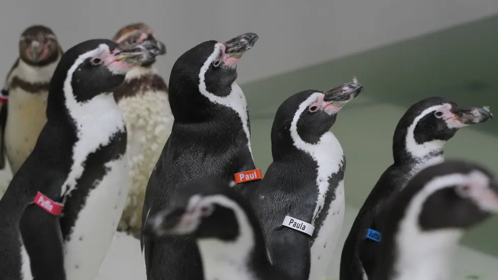40 Humboldt-Pinguine sind im Zoo Leipzig eingezogen.