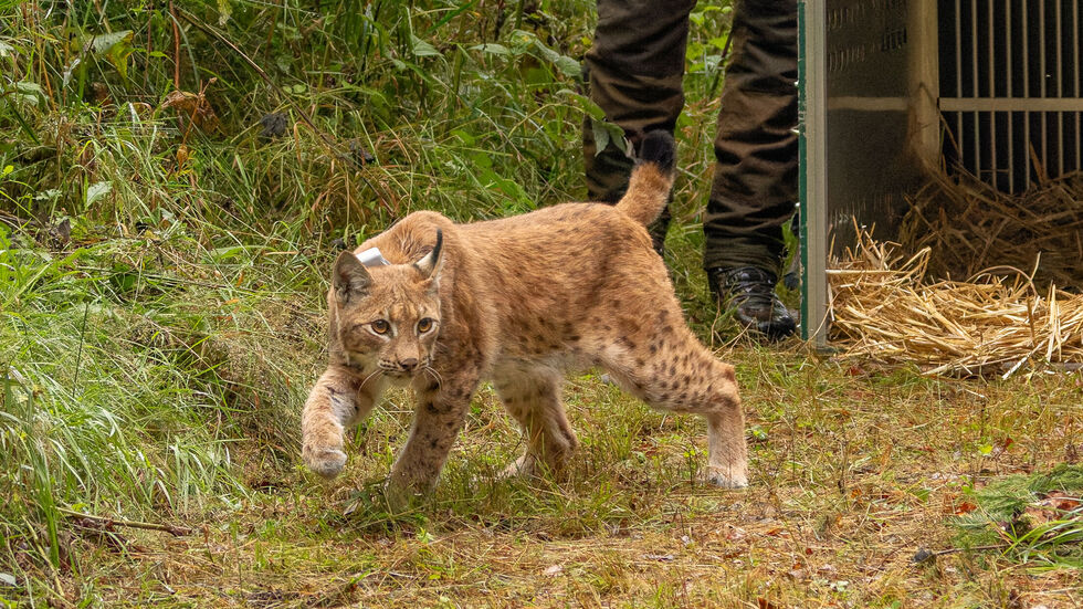 Nein, Sie sehen nicht doppelt. Es wurde ein zweiter Luchs im Erzgebirge ausgewildert. Freya kam über Thüringen aus der Schweiz.