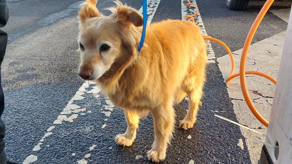 Anhalten oder ich belle!