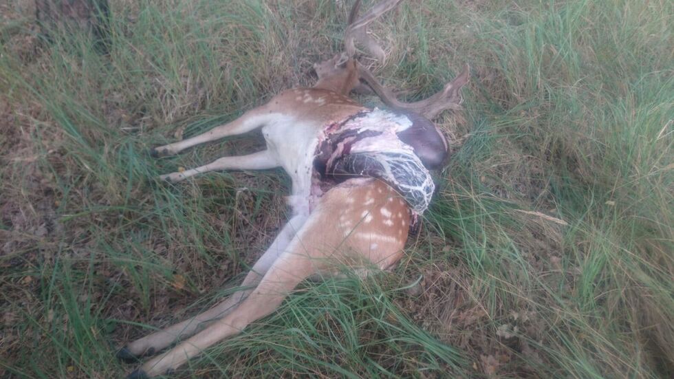 Gerissener Hirsch. Er wurde am Ortseingang Cunnewitz entdeckt. Foto: privat