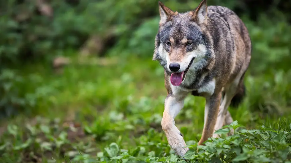 In Deutschland steht der Wolf unter strengem Schutz. In Deutschland steht der Wolf unter strengem Schutz.