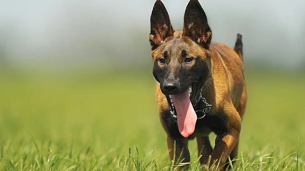 Die Polizei sucht solch einen Malinois, einen belgischen Schäferhund. Seine Spezialität: Drogen und Geld.