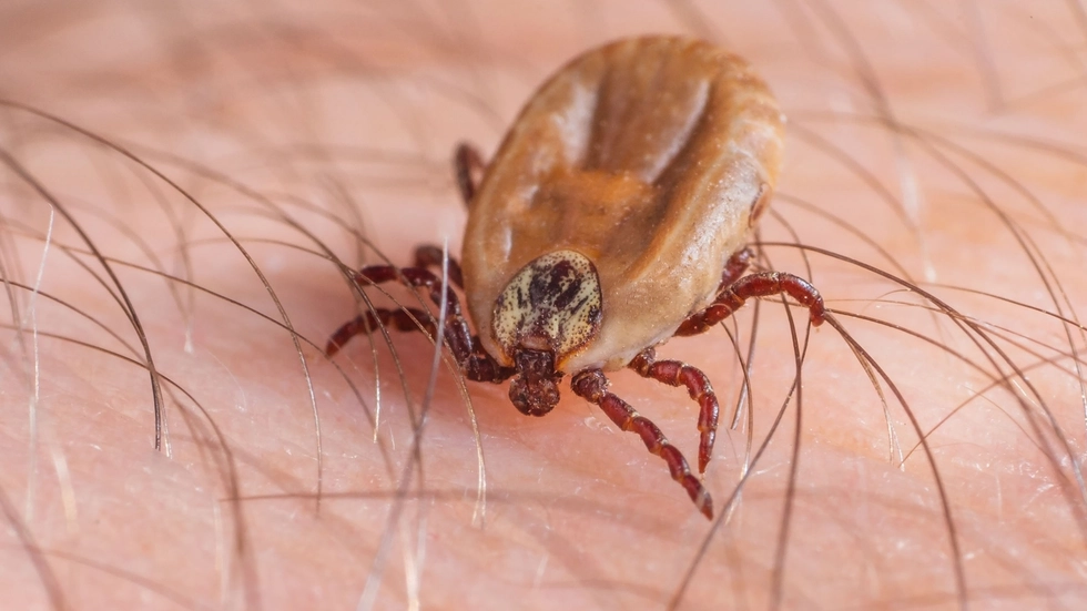 Copyright: 123rf Andrei Afanasiev)