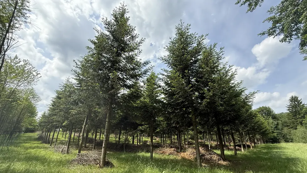 Samenplantage der Oberlausitzer Weißtanne bei Cunewalde Samenplantage der Oberlausitzer Weißtanne bei Cunewalde