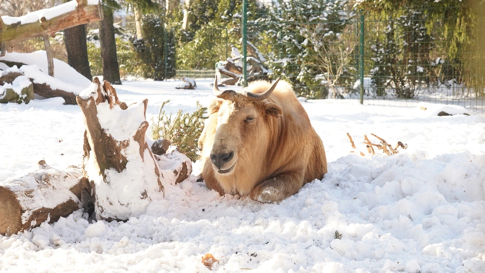 Ein Goldtakin im winterlichen Zoo Dresden. Ein Goldtakin im winterlichen Zoo Dresden.