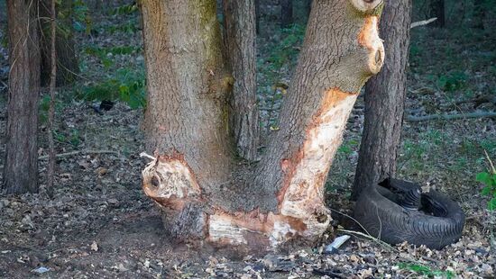 Gegen diesen Baum krachte der Wagen.