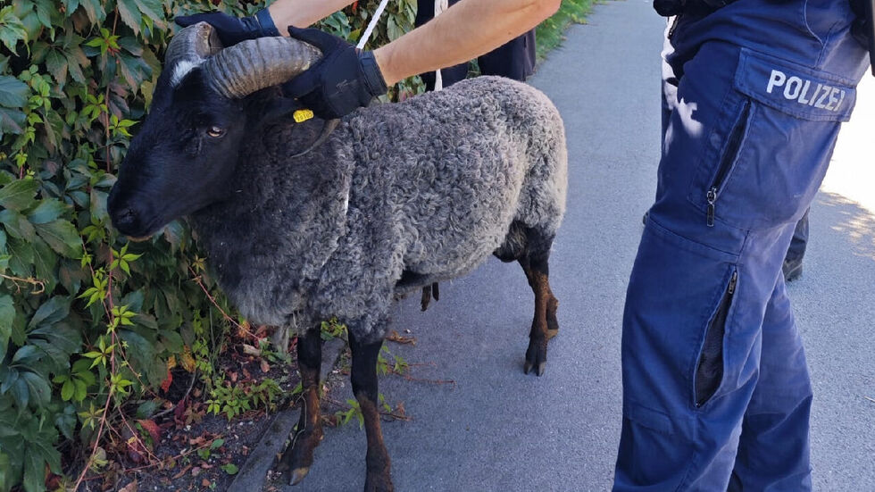 Kleines Tier, große Aufregung: Der Schafbock hielt die Beamten am Sonntag in Hoyerswerda auf Trab.